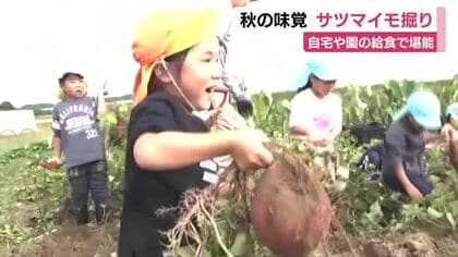 秋の味覚・サツマイモ堀りに挑戦　自宅や園の給食で堪能