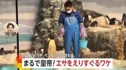 「口に合わぬ！」グルメな“皇帝”ペンギン現る！気に入らない魚は断固拒否…飼育員「硬さが気になったのかも」　愛知・名古屋港水族館