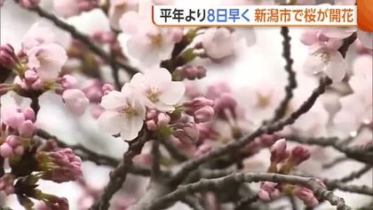 新年度を前に新潟市で“桜”開花！あいにくの雨も平年より8日早く「開花促す催花雨に」