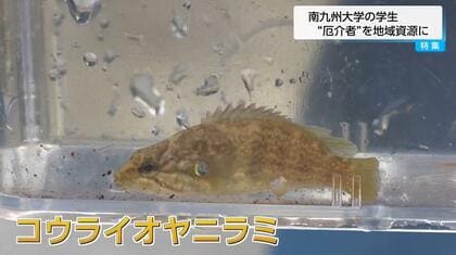 「食べて駆除」大学生が提案　大淀川の生態系脅かす外来魚「コウライオヤニラミ」を美味しくいただくためのレシピを開発