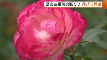 豊かな香り漂う♪秋バラが満開  国営越後丘陵公園で開催中“香りのばら園”約800品種2400株咲き誇る　新潟・長岡市