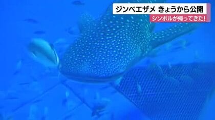 約8カ月ぶりにシンボルが帰ってきた！のとじま水族館にジンベエザメ搬入