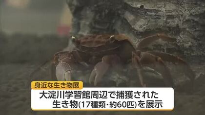 つかまえて育ててみよう！宮崎市大淀川学習館で「身近な生き物展」