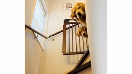 出勤する飼い主の“お見送り”？階段上からひょっこり顔を出す犬2匹にメロメロ…無事に出かけられたのかその後を聞いた