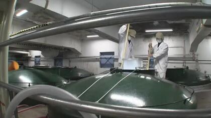 奥越産の酒米「越の雫」で新酒の初仕込み　勝山の一本義久保本店　みずみずしく芳醇な味わいに　10月22日に初搾り
