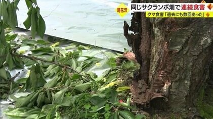 同じ畑に二度も！ クマによる食害でサクランボ畑が無残な姿に… 「過去にも2、3回来ていた」 警察が注意呼びかけ【山形発】
