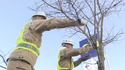 ふくい桜マラソンコース　造園業者がボランティアで景観美しく