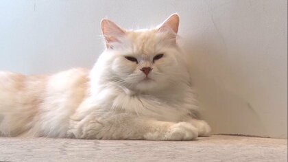 ネコノミクス経済効果2兆円　きょうは｢スーパー猫の日｣　宝くじの｢招き猫｣も登場