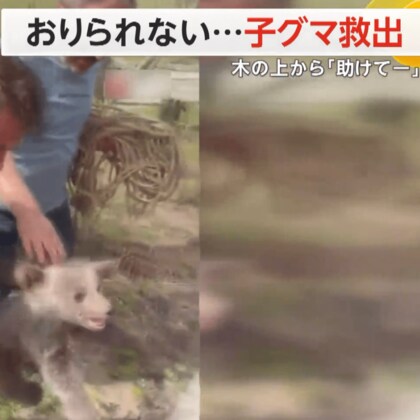 子グマが木の上に…オノで木を切り倒す“荒い作戦”で救出　トルコ