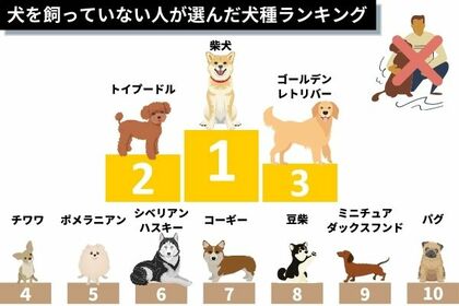 ゴールデン トイプー 飼ってみたい憧れの犬種ランキング1位は だった 飼えない理由もリアルに紹介 犬好き1000人アンケート