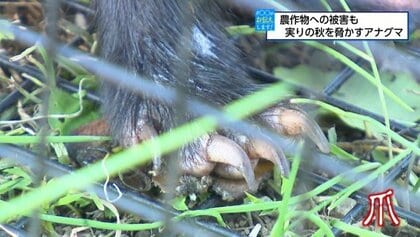 野生のヒグマの爪（大）9個 野生のヒグマの爪（大）9個 野生のヒグマの爪（大）9個