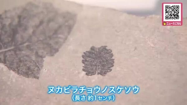 【世界最古の新種】約680万年前の地層から発見『ヌカビラチョウノスケソウ』バラ科チョウノスケ属として世界最古と判明「大昔の気候や環境のことも分かる」北海道博物館で公開中〈北海道札幌市〉|FNNプライムオンライン