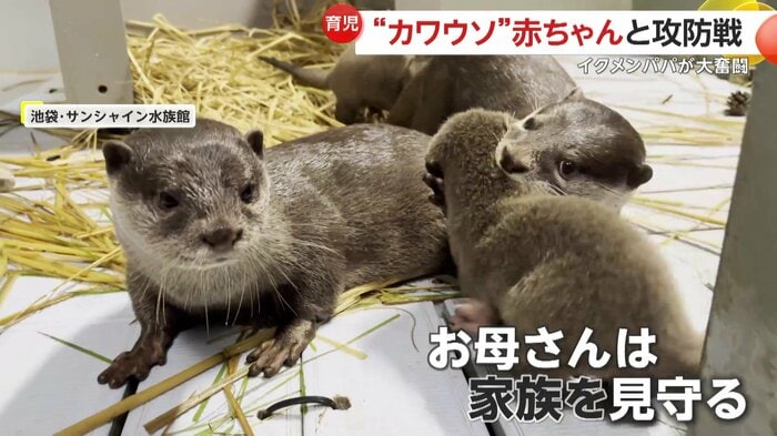 子守の様子を見守るお母さんカワウソ(池袋・サンシャイン水族館)