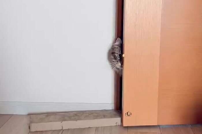 扉から顔をひょっこり!