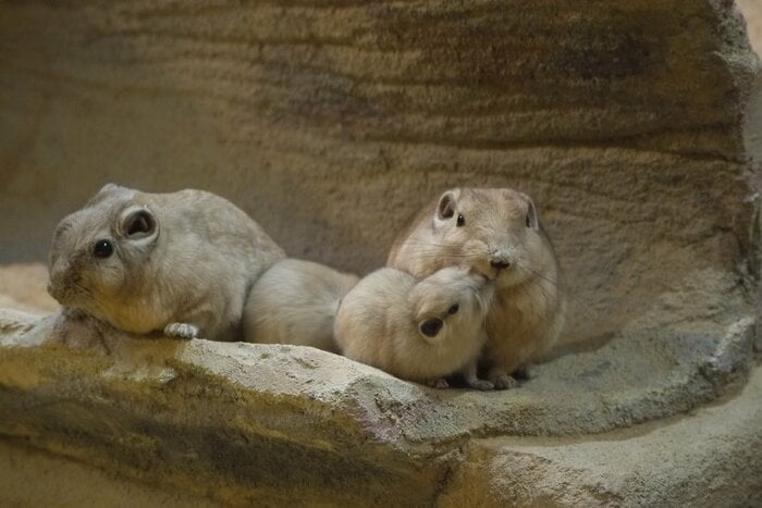 口を合わせるポーズも特徴(埼玉県こども動物自然公園 提供)