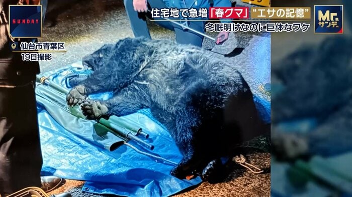 駆除された成獣のオスのクマ（仙台市・19日）