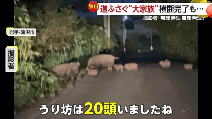 「うり坊は20頭いましたね」と振り返っている撮影者(FNN投稿サイト「ビデオPost」)