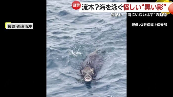 船に接近するイノシシの姿