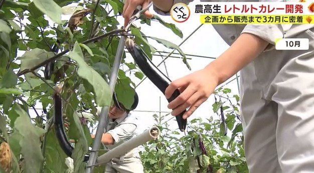 学校で有機栽培しているナスも使用