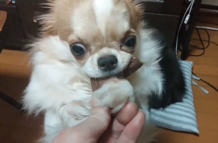 一心不乱に焼き芋を食べる玉緒ちゃん
