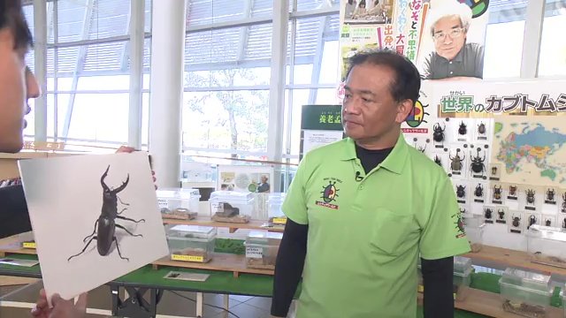 ノコギリクワガタと判明