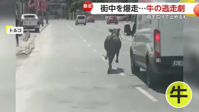 道路を走り抜ける牛の姿