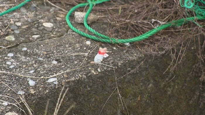 被害に遭った養鯉池