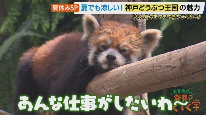 「こんな仕事がしたいわ~」