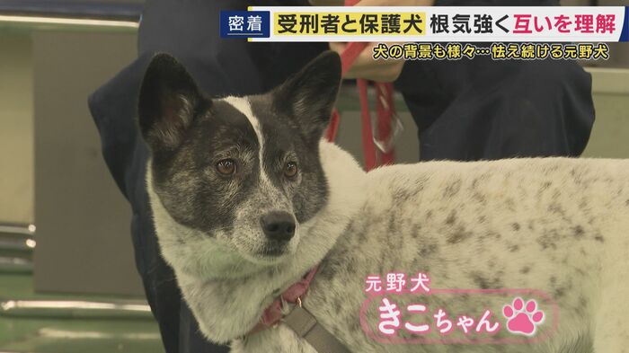 元野犬のきこちゃん