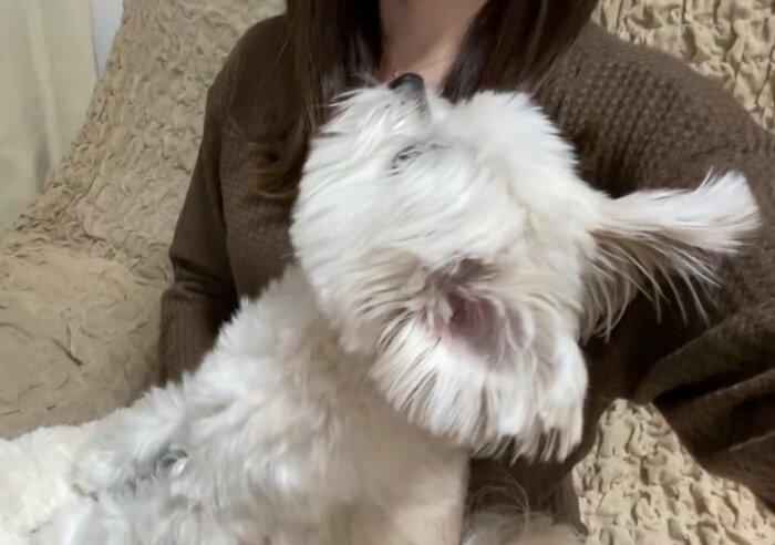 「僕よりオシゴトが大事なの?」上目遣いで飼い主さんを見つめる