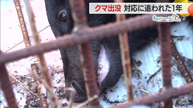 中学校のグラウンドや最上公園などで目撃されたクマが麻酔銃で捕獲された