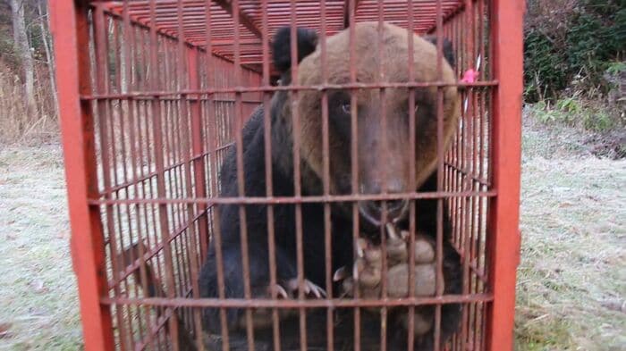 捕獲されたクマ（提供：苫前町猟友会 林豊行会長）