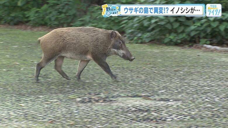 なぜ？ウサギの島にイノシシ出没　広島・大久野島に異変！？ウサギが襲われる　【それ、野川が調べます】｜FNNプライムオンライン