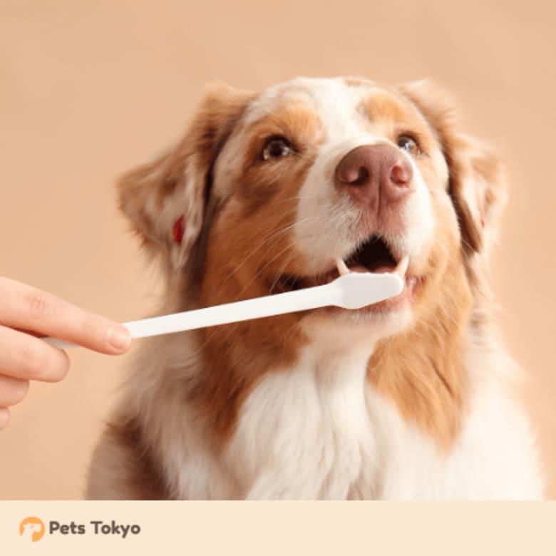 【Pets Tokyo調査】犬の歯磨き、約半数が「毎日できていない」