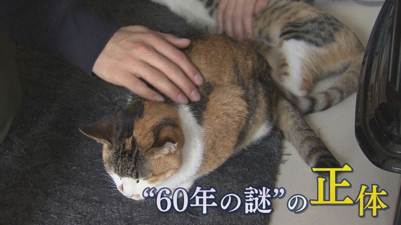 三毛ネコを巡る60年に渡る“謎”の正体に迫る  「三毛ネコはなぜほぼメスなのか」  九州大学の研究チームなどが解明 【福岡発】｜FNNプライムオンライン