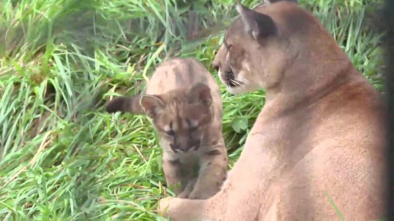 夏休み！盛岡市動物公園にぎわう　ピューマの赤ちゃんやゾウのエサやり体験に笑顔　岩手県｜FNNプライムオンライン