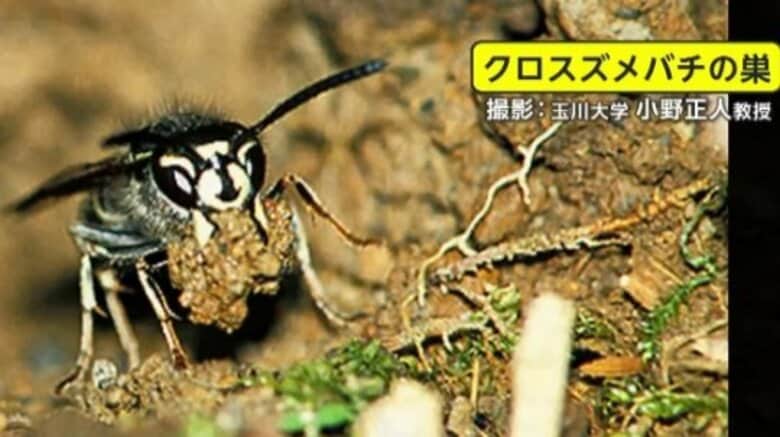 土中の“巣”を踏み…「クロスズメバチ」に刺され、小学生ら22人搬送　専門家「土の中に巣を作る種もあることを考えて校外学習を」東京・青梅市｜FNNプライムオンライン