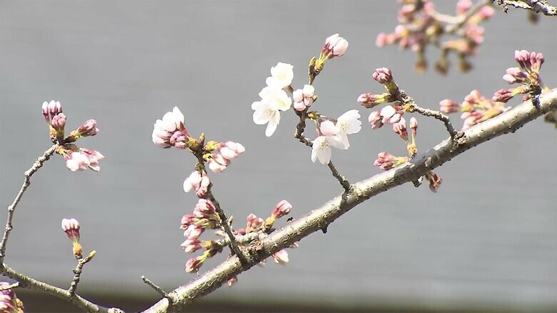 【速報】東京で桜が開花　平年より4日早く　3月26日満開予想｜FNNプライムオンライン