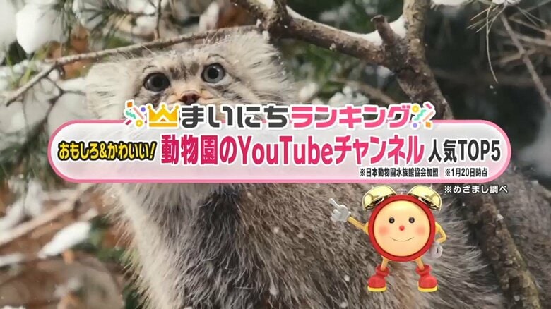 動物園のYouTubeチャンネル人気TOP5…1位は、カバが○○を豪快に食べる動画が大バズり