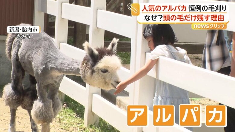 「すごく細くなってびっくり」全身もふもふのアルパカ毛刈りで“ほっそり”…気になる頭だけ毛を残す理由を飼育員が回答｜FNNプライムオンライン