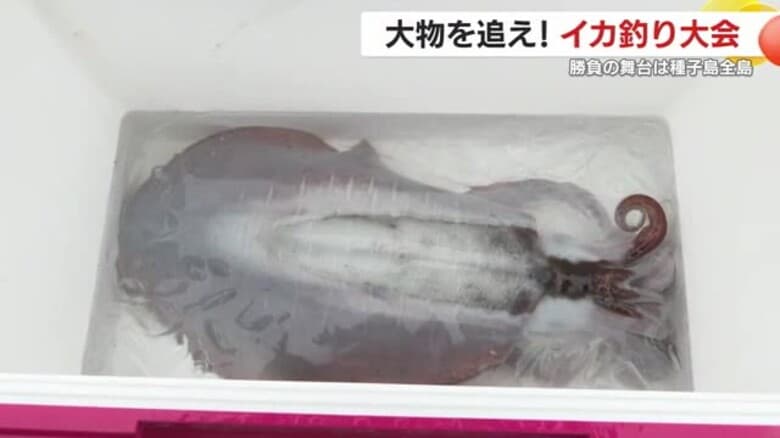 大物を追え！種子島全島を舞台に熱戦展開　アオリイカ釣り大会に釣り人たちが盛り上がった　【鹿児島発】｜FNNプライムオンライン