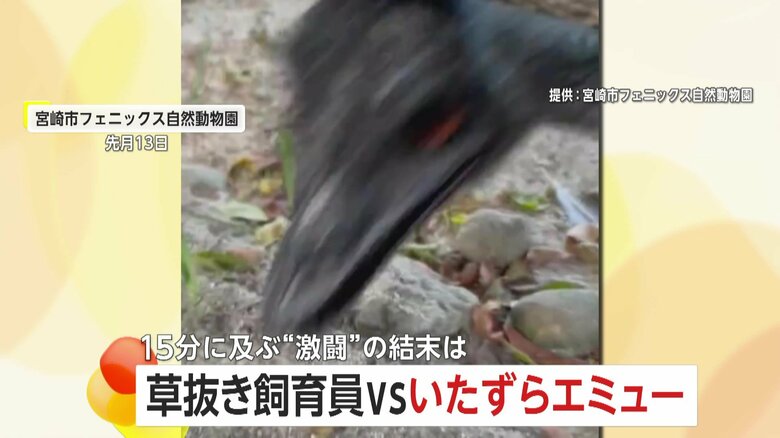 「かなり痛いです（笑）」飼育員VSエミュー“激闘の15分”　「草を抜く手」に興味津々？　宮崎市フェニックス自然動物園｜FNNプライムオンライン