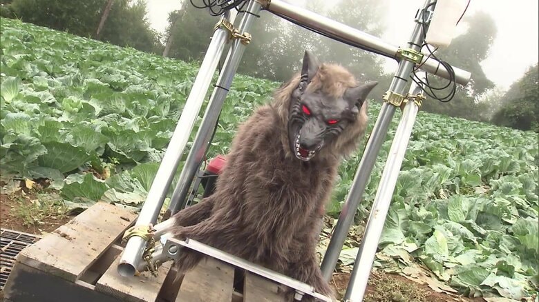 クマ対策の“切り札”野生動物撃退装置「モンスターウルフ」山形市で実証実験開始　宮城では“七面鳥食べたクマ”捕獲も新たな目撃情報｜FNNプライムオンライン