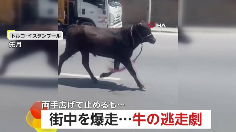 逃走20km！700kgの巨体牛が街中を爆走…飼い主の制止振り切り猪突猛進「車もクラクションも無視」鎮静剤打たれ確保　トルコ｜FNNプライムオンライン