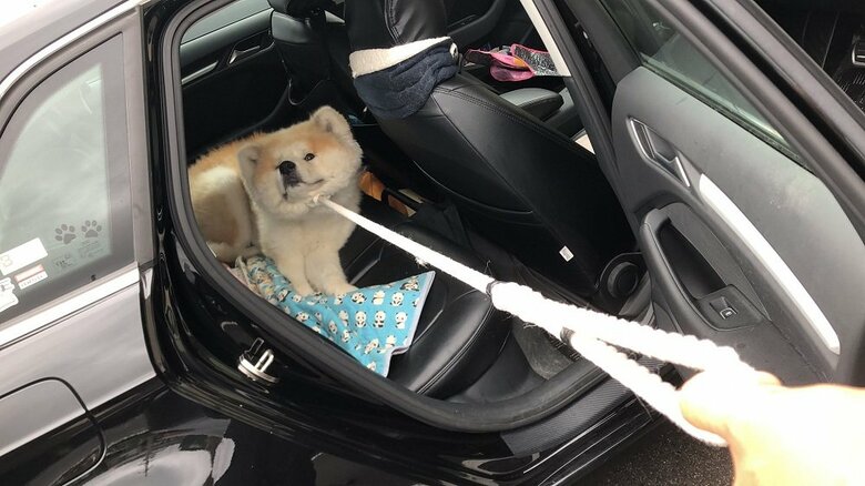 「絶対に降りません！」車内で踏ん張る秋田犬が話題…どこに到着したの? その後を飼い主に聞いた｜FNNプライムオンライン