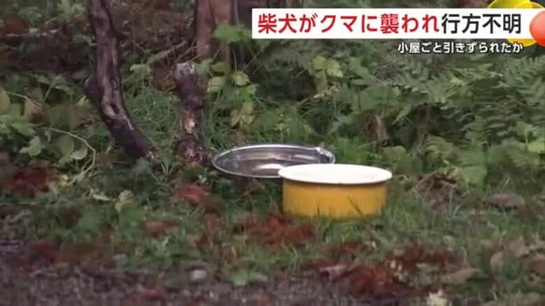 柴犬がクマに襲われ行方不明…連れ去られたか　犬小屋を引きずっていく様子を飼い主が目撃　秋田市｜FNNプライムオンライン