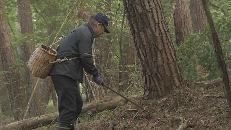 二十数年ぶりの不作　“名人”嘆き「マツタケ1本もない」　猛暑、少雨…毒キノコも生えず「雨降って涼しくなって」｜FNNプライムオンライン