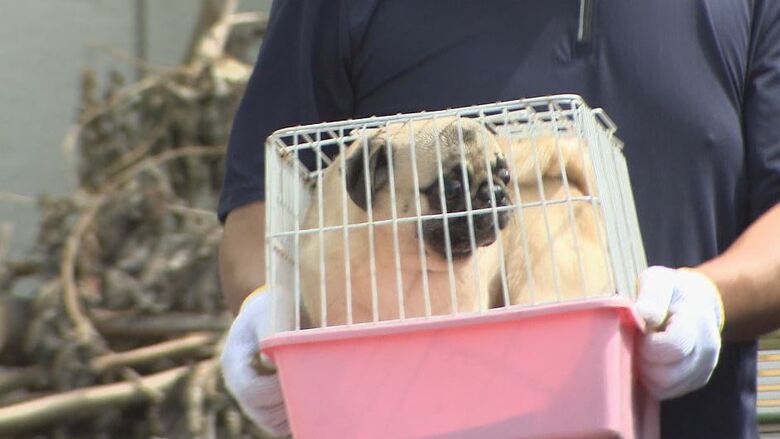 施設で飼育されていた犬