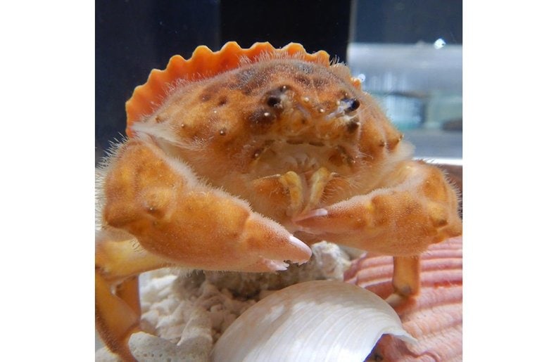 こちらは名前通り貝を被った状態のカイカムリ(画像:NIFREL公式Twitterより)