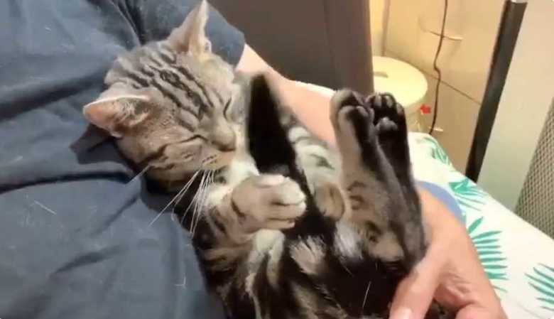 しっぽを見つめているうちに寝落ちした瞬間